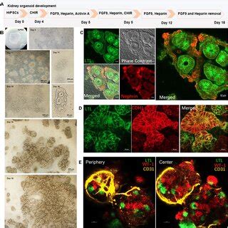 Generation Of Kidney Organoid From Human Induced Pluripotent Stem