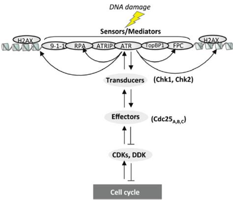 Schematic Representation Of The Replication Checkpoint Pathway Download Scientific Diagram