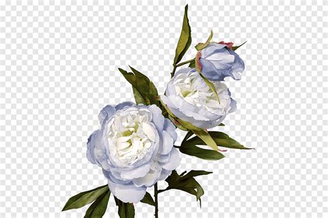 Cabbage Rose Floral Design Cut Flowers Still Life Graphy Peony Peony