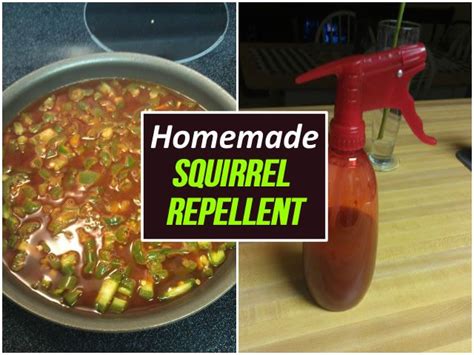 Homemade Natural Squirrel Repellent Homemade Diy Carpet Cleaner