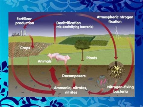 Bio Geo Chemical Cycle