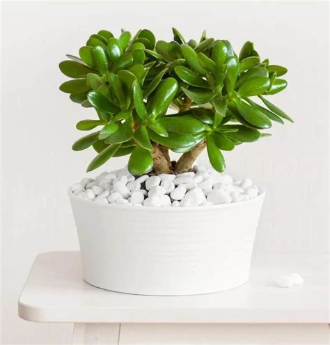 Jade Plant Care and Growing Guide | Plantcarefully