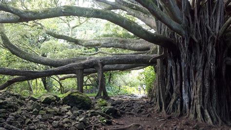 Banyan Tree Maui · Free photo on Pixabay