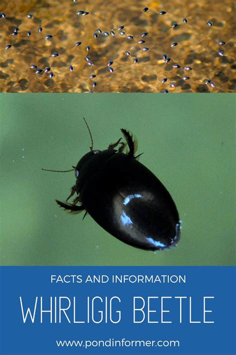 Are Snails Good Or Bad For Garden Ponds Pond Snail Facts Artofit