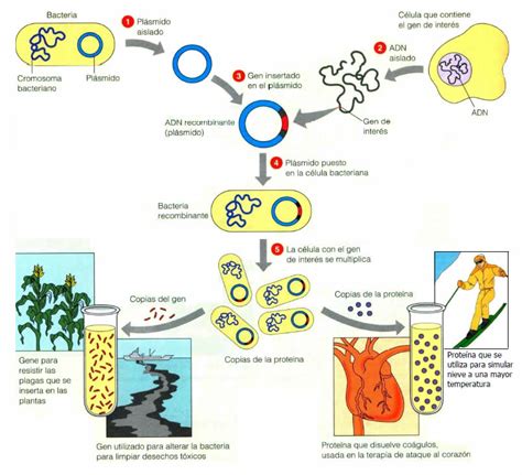 Biotecnología Blog De Biología