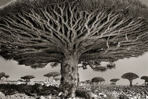 A Woman Spent 14 Years Photographing World's Oldest Trees