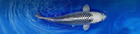 Koi | Online kaufen - Koiaqua Online Shop