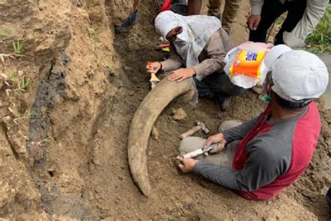 Penampakan Fosil Gajah Dan Kerbau Purba Yang Ditemukan Di Waduk Saguling