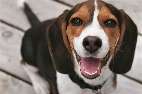 Jack Russell Mix Breeds - Jack Russell World