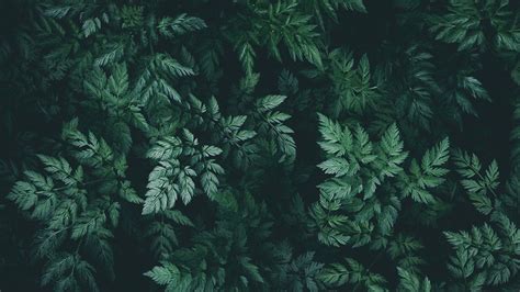 Dark Green Nature Wallpaper