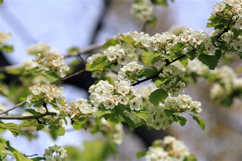 Downy Hawthorn (Crataegus mollis)