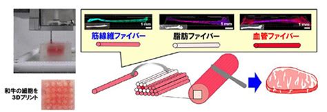 3dプリンターで「霜降り培養肉」を作製 阪大、凸版印刷など Tech（テックプラス）