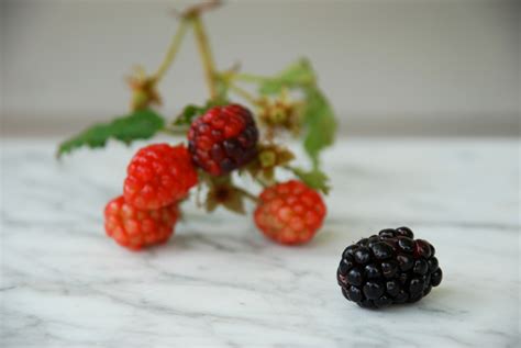 Tips for Harvesting Blackberries | Tiny Farmhouse