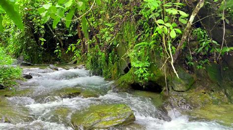 Fresh Air Of The Forest Natural Sound Of Forest Stream Birds Singing