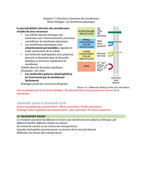 BIO Chapitre 7 Notes Taken From Videos And Powerpoint Chapitre 7