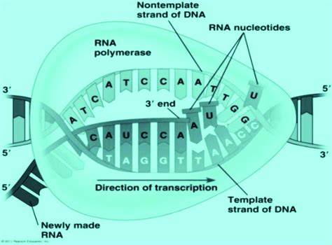 Rna Polymerase In Transcription Process Download Scientific Diagram