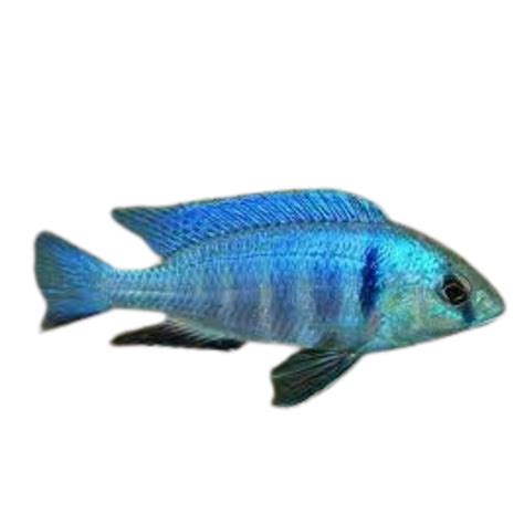 Placidochromis Electra Deep Water Electra Fat Glenn S Fish