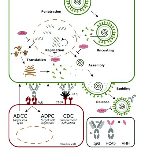 Label This Generalized Diagram Of Viral Replication Drummond Blog