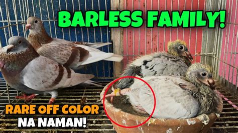 JACKPOT SA RARE COLOR NA KALAPATI NAG ANAK NA NAMAN NG BARLESS RED