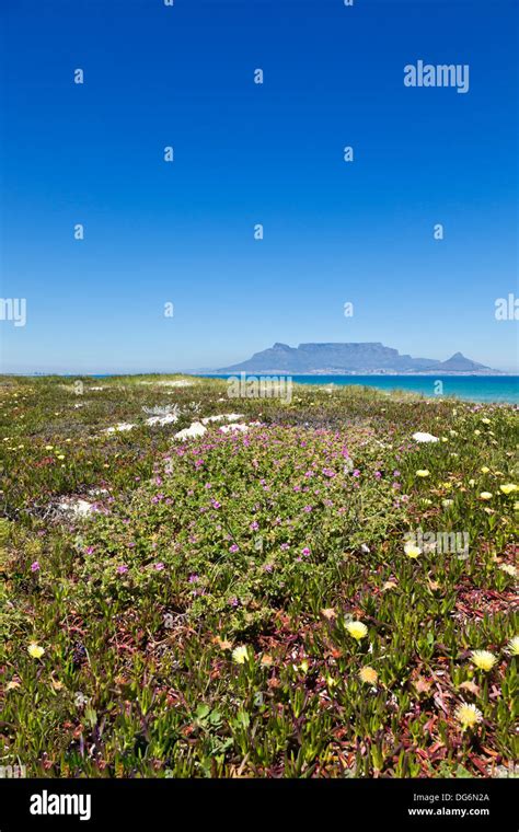 Cape Town South Africa Fynbos Grows In The Coastal Sand Dunes With