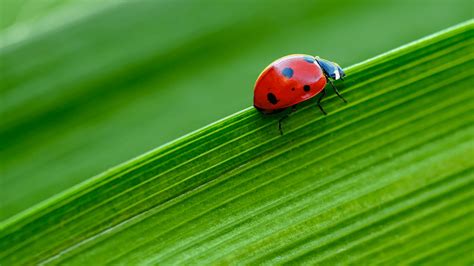 Everything You Need To Know About Ladybugs