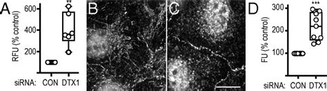 Pi5p4kγ Functions In Dtx1 Mediated Notch Signaling Pnas