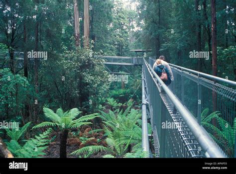 Otway fly hi-res stock photography and images - Alamy