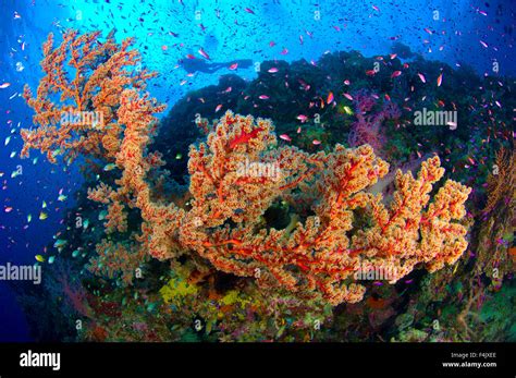 The Colorful Reefs Of Papua New Guinea Stock Photo Alamy