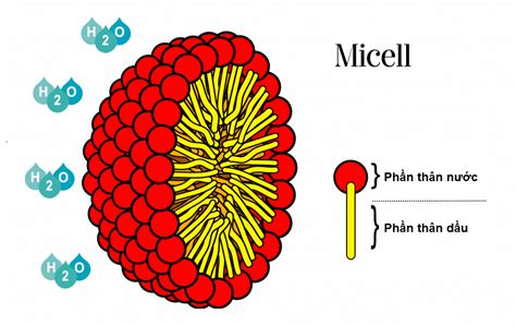 Hệ keo và bề mặt tiếp xúc Phần 2 Chỉ số HLB và Micell Hoá học mỹ phẩm