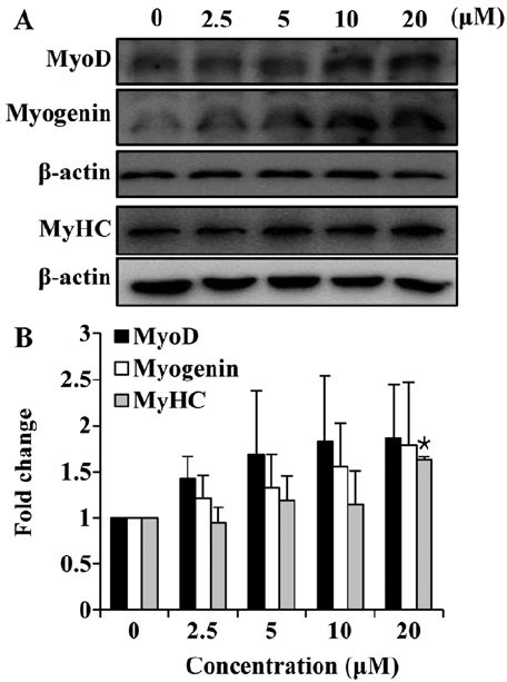 Effects Of Folic Acid On Myod Myogenin And Myosin Heavy Chain Myhc