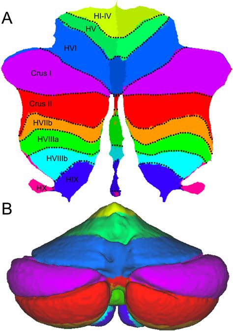 Probabilistic Atlas Of The Cerebellar Lobules A The Compartments Of