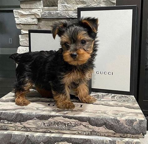 Yorkshire Terriers For Sale Teacup Yorkie Puppies For Sale