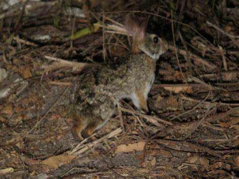 Ecuadorian Tapeti Sylvilagus Daulensis INaturalist