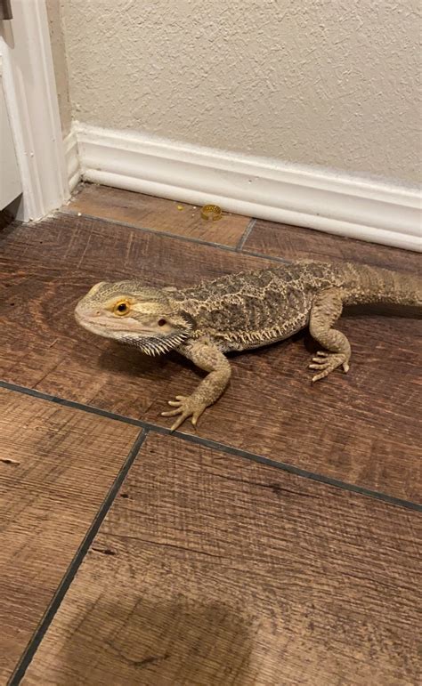 Bearded Dragon Reptiles For Sale 4th Avenue Northwest OK 441836