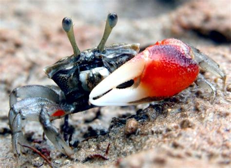 Fiddler Crab – "OCEAN TREASURES" Memorial Library