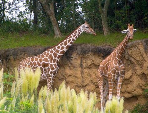 Kilimanjaro Safaris | Disney's Animal Kingdom