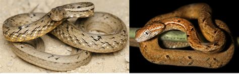 14 COMMON Types Of Snakes Found In Indonesia 2023 Bird Watching HQ