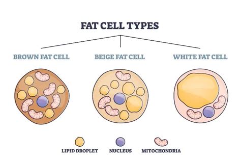 Brown Fat: What Is It, Potential Benefits, and Health Effects ...