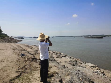 长江中游湖北武汉段、宜昌段：“江豚逐浪”的生动景象频频出现长江云 湖北网络广播电视台官方网站