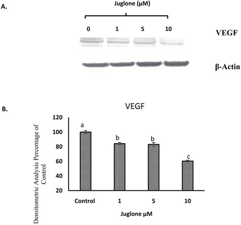 Western Blot Analysis Of Vegf Expression In Mia Paca 2 Cells Cells Download Scientific Diagram