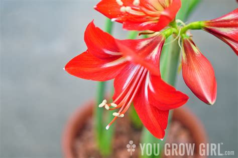 Growing Amaryllis With Dugald Cameron You Grow Girl