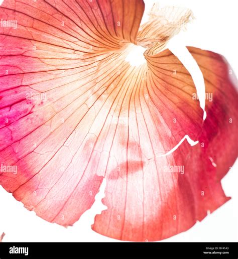 Backlit Onion Skin On White Background Stock Photo Alamy