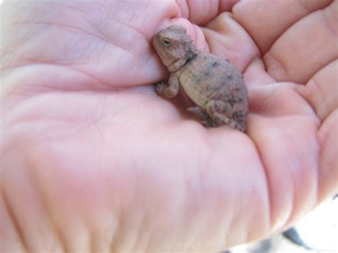 Just Another Blog Horny Toads And Green Frogs