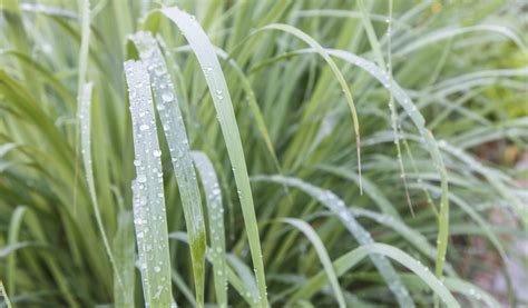 3 Routines You Shouldn't Forget For Lemongrass Plant Care - NCCPMW