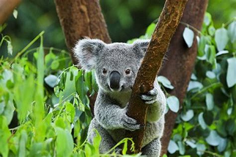 Once Found In Abundance Australias Much Loved Koalas Have Now Been