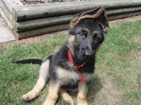 Care And Maintenance 9 Week Old German Shepherd Dog Breed Information