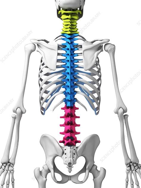 Human Spine Illustration Stock Image F010 7013 Science Photo Library