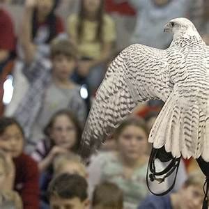 us air force academy mascot - - Image Search Results | Air force ...