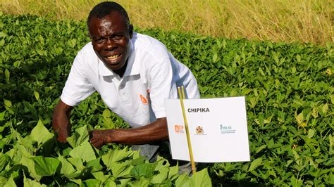 Ofsp Farming In Malawi Maxwell Nkhoma Is A Sweetpotato Dec Flickr