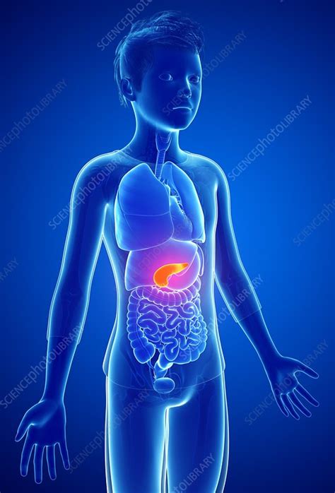 Human Pancreas Illustration Stock Image F Science Photo